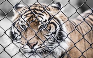 Preview wallpaper tiger, muzzle, fence, mesh