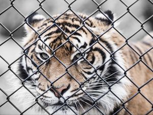 Preview wallpaper tiger, muzzle, fence, mesh