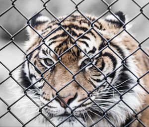 Preview wallpaper tiger, muzzle, fence, mesh