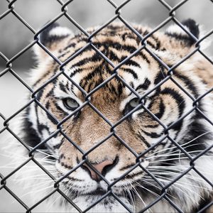 Preview wallpaper tiger, muzzle, fence, mesh