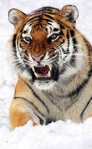 Preview wallpaper tiger, muzzle, grin, snow, predator