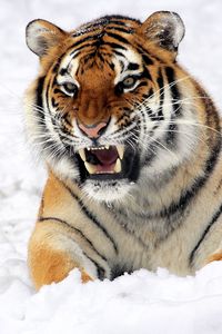 Preview wallpaper tiger, muzzle, grin, snow, predator