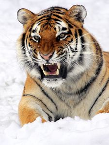 Preview wallpaper tiger, muzzle, grin, snow, predator