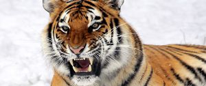 Preview wallpaper tiger, muzzle, grin, snow, predator
