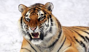 Preview wallpaper tiger, muzzle, grin, snow, predator