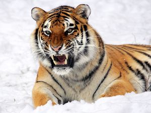 Preview wallpaper tiger, muzzle, grin, snow, predator