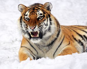 Preview wallpaper tiger, muzzle, grin, snow, predator