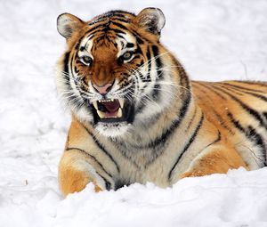 Preview wallpaper tiger, muzzle, grin, snow, predator