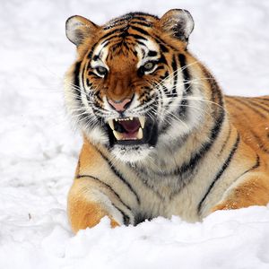 Preview wallpaper tiger, muzzle, grin, snow, predator