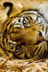 Preview wallpaper tiger, muzzle, hay, lie