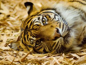 Preview wallpaper tiger, muzzle, hay, lie