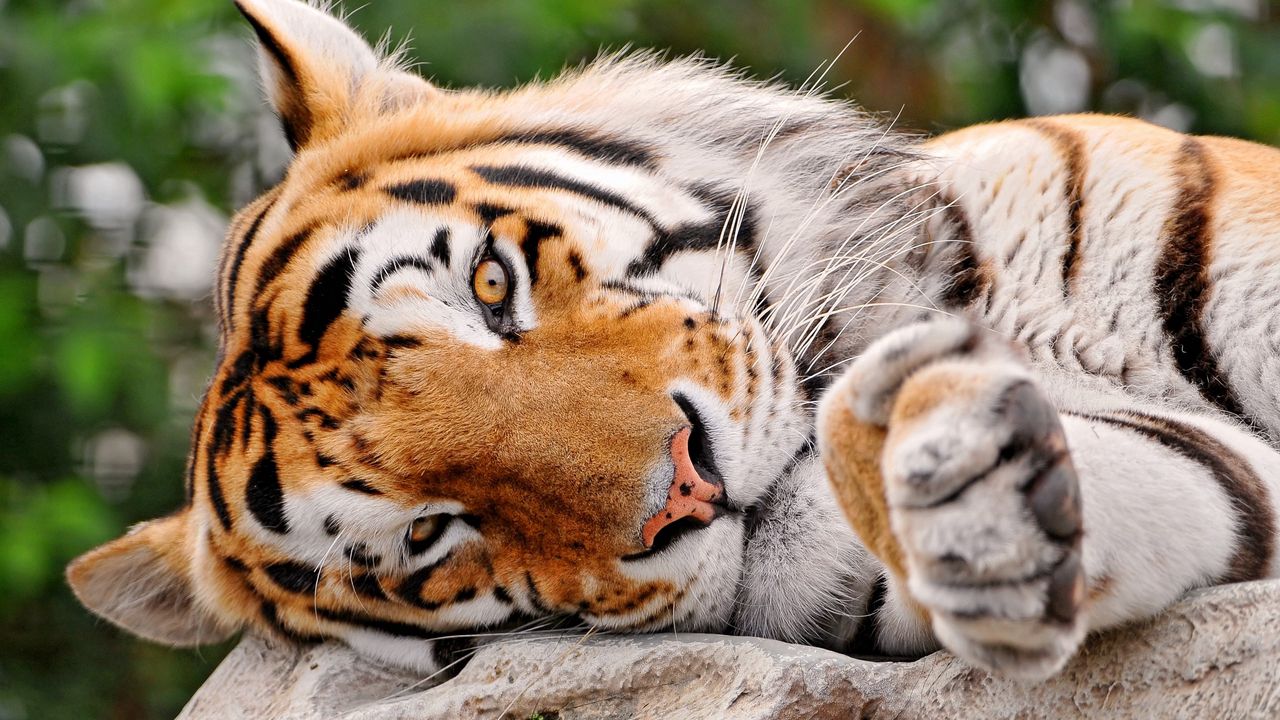 Wallpaper tiger, muzzle, paw, lie, predator
