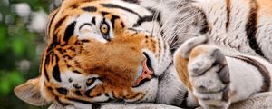 Preview wallpaper tiger, muzzle, paw, lie, predator