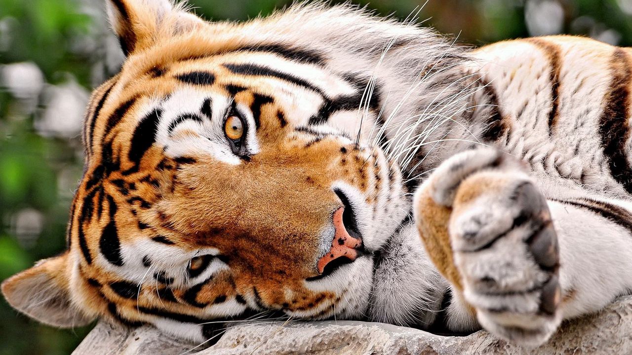 Wallpaper tiger, muzzle, paws, big cat