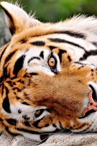 Preview wallpaper tiger, muzzle, paws, big cat