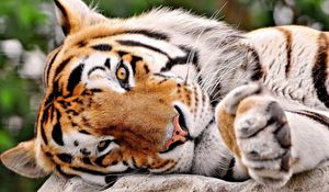 Preview wallpaper tiger, muzzle, paws, big cat
