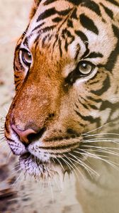 Preview wallpaper tiger, muzzle, predator, big cat