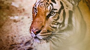 Preview wallpaper tiger, muzzle, predator, big cat
