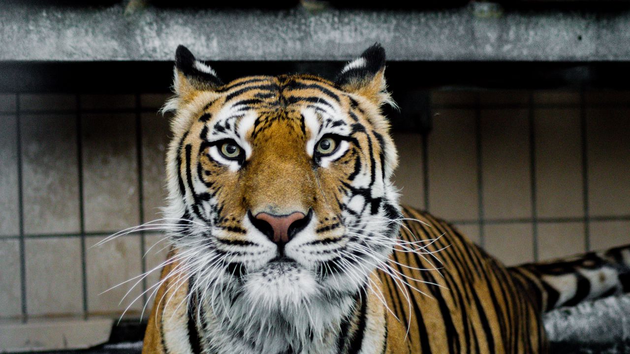 Wallpaper tiger, muzzle, predator, big cat, look