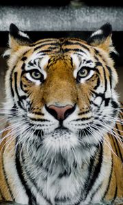 Preview wallpaper tiger, muzzle, predator, big cat, look