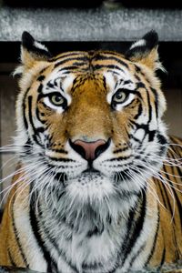 Preview wallpaper tiger, muzzle, predator, big cat, look