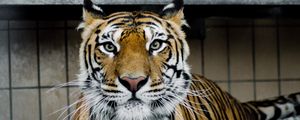 Preview wallpaper tiger, muzzle, predator, big cat, look