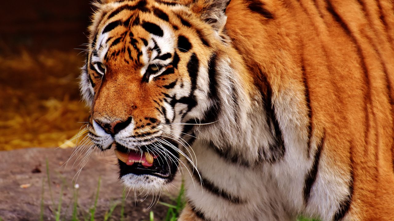 Wallpaper tiger, muzzle, predator, grin, fangs
