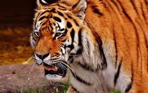 Preview wallpaper tiger, muzzle, predator, grin, fangs