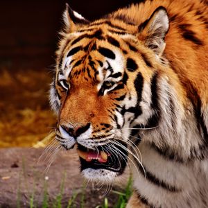 Preview wallpaper tiger, muzzle, predator, grin, fangs