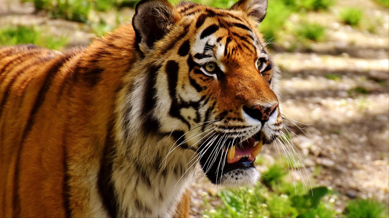 Wallpaper tiger, muzzle, predator, grin