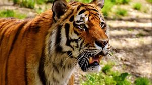 Preview wallpaper tiger, muzzle, predator, grin