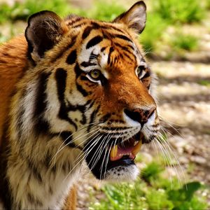 Preview wallpaper tiger, muzzle, predator, grin