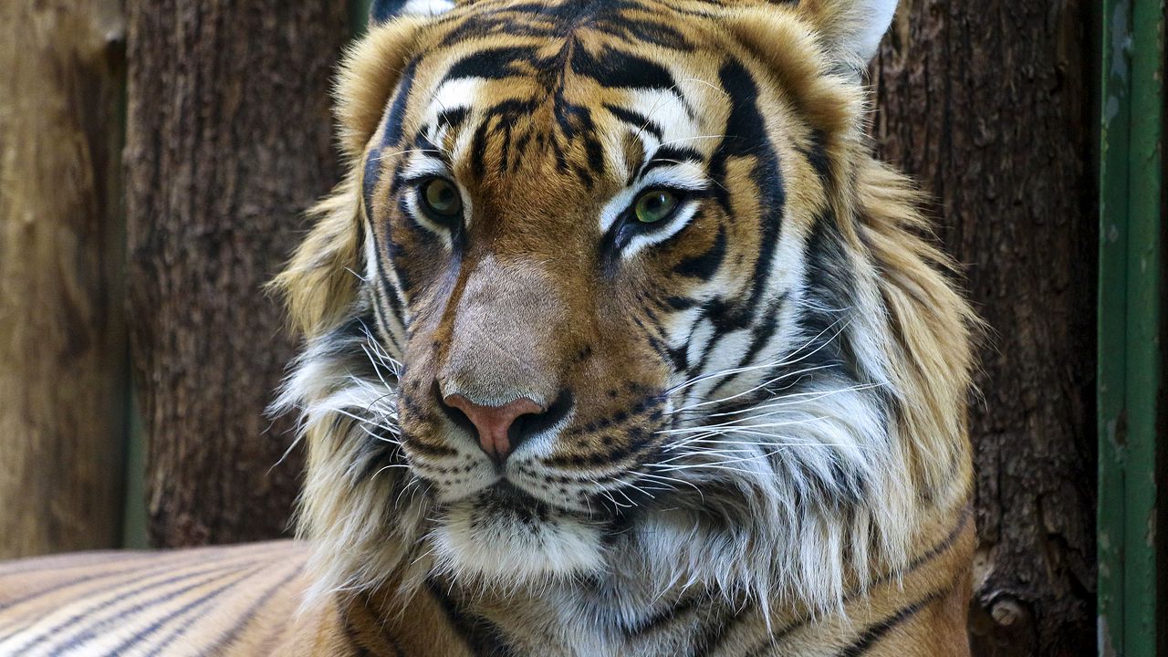 Wallpaper tiger, muzzle, predator, look, big cat