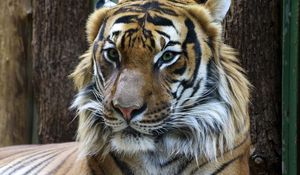 Preview wallpaper tiger, muzzle, predator, look, big cat