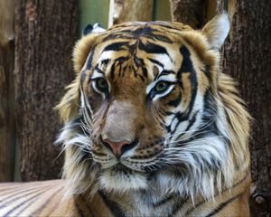 Preview wallpaper tiger, muzzle, predator, look, big cat