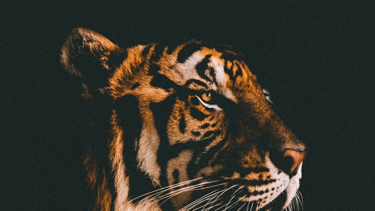 Wallpaper tiger, muzzle, predator, view, dark background