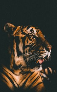 Preview wallpaper tiger, muzzle, predator, view, dark background