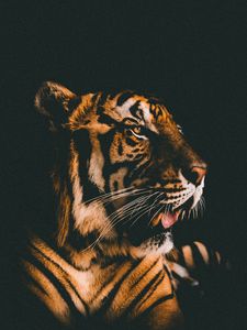 Preview wallpaper tiger, muzzle, predator, view, dark background