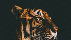 Preview wallpaper tiger, muzzle, predator, view, dark background