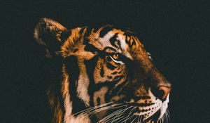 Preview wallpaper tiger, muzzle, predator, view, dark background