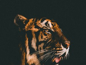 Preview wallpaper tiger, muzzle, predator, view, dark background