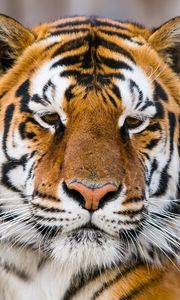 Preview wallpaper tiger, muzzle, predator, look, sad, big cat