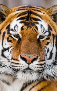 Preview wallpaper tiger, muzzle, predator, look, sad, big cat