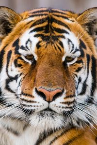 Preview wallpaper tiger, muzzle, predator, look, sad, big cat