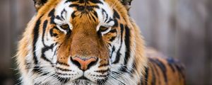Preview wallpaper tiger, muzzle, predator, look, sad, big cat