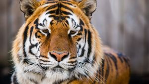 Preview wallpaper tiger, muzzle, predator, look, sad, big cat
