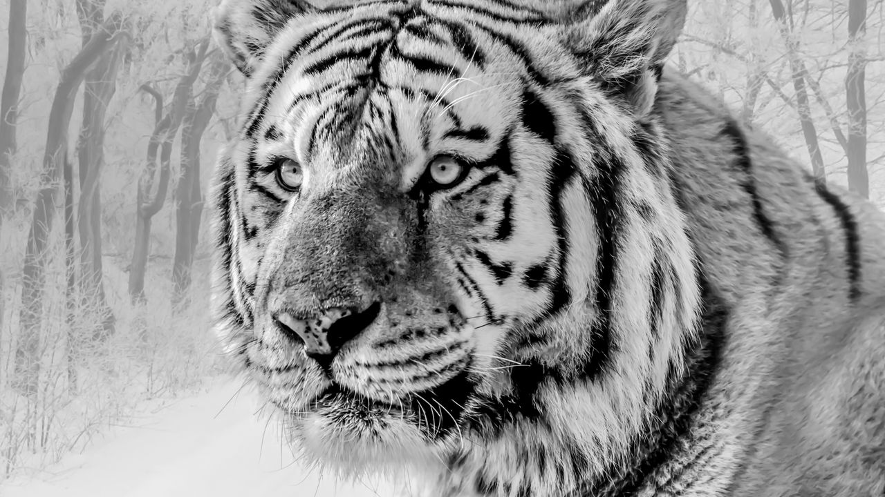 Wallpaper tiger, muzzle, predator, bw, wildlife, big cat