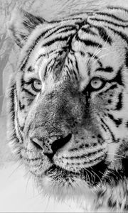 Preview wallpaper tiger, muzzle, predator, bw, wildlife, big cat