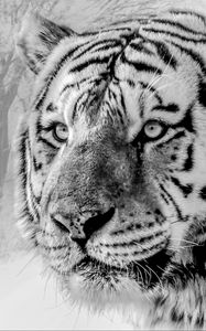 Preview wallpaper tiger, muzzle, predator, bw, wildlife, big cat