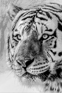 Preview wallpaper tiger, muzzle, predator, bw, wildlife, big cat